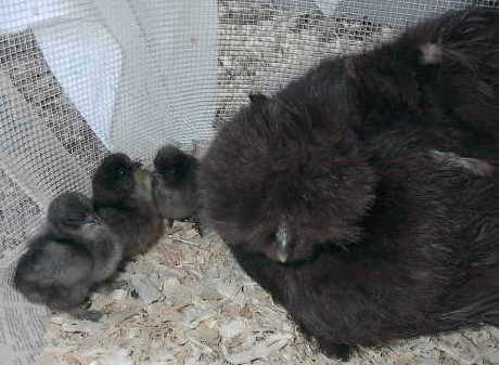 Black Silkie hen with her brood