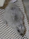 Blue Silkie chick