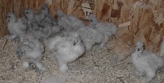 Young Blue Silkies.