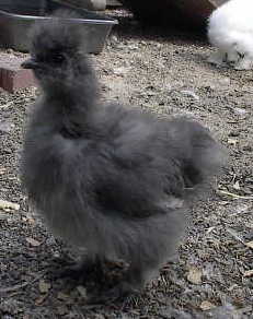 Blue Silkie Pullet