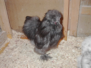 Blue Boy, quarter frontal view