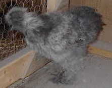 A Gray Silkie