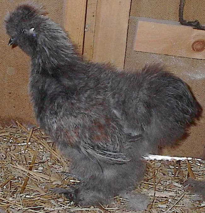 A Gray Silkie