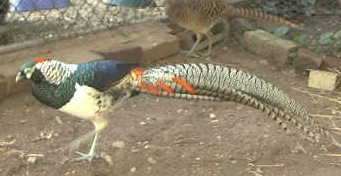 A young Lady Amherst male