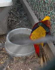 A Red Golden male