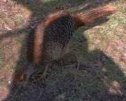 A juvenile Red Golden male