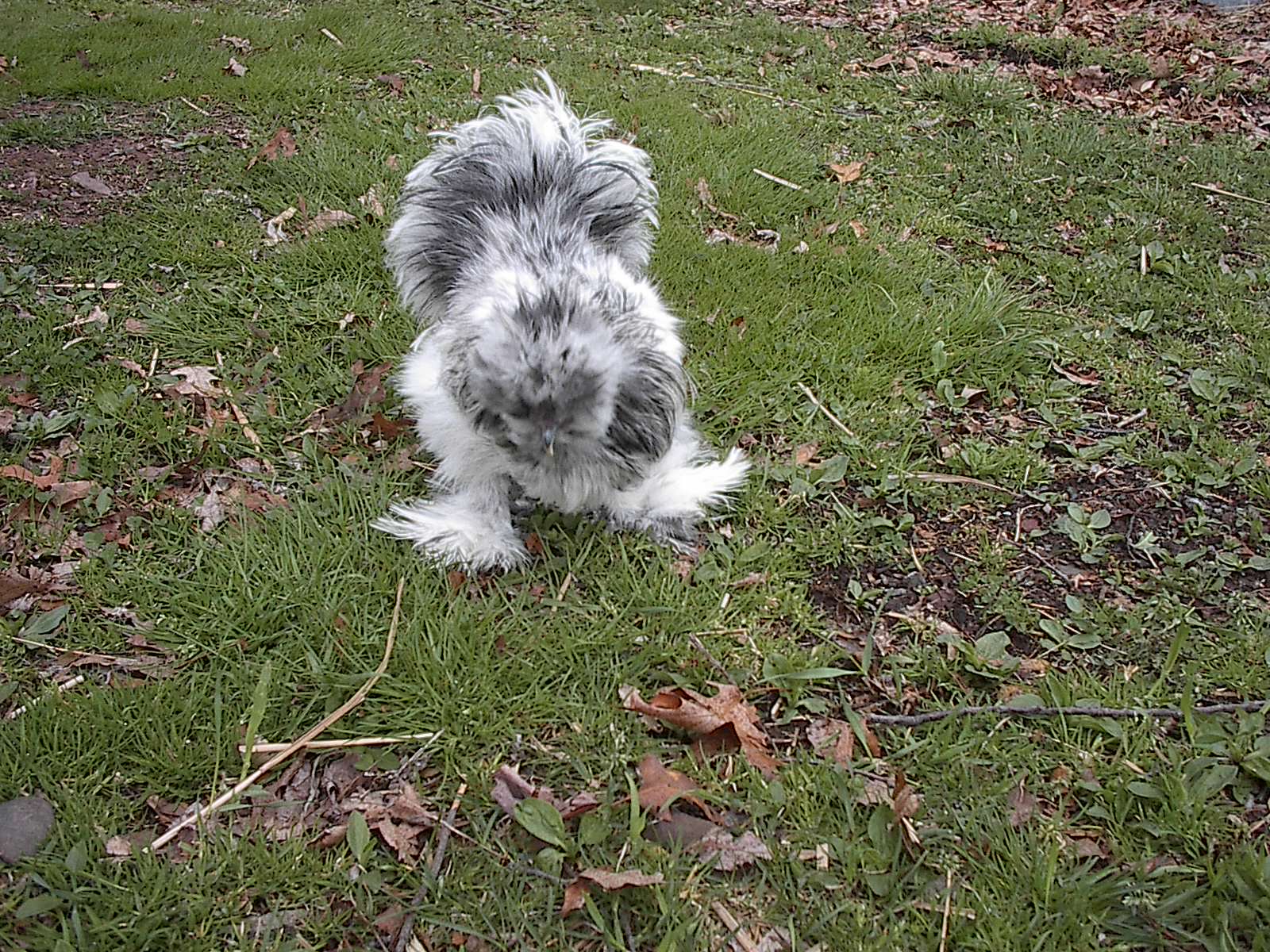 Journey in front of coop