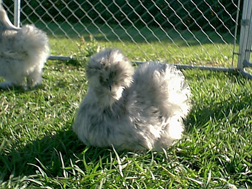 Gypsy, winning Splash pullet