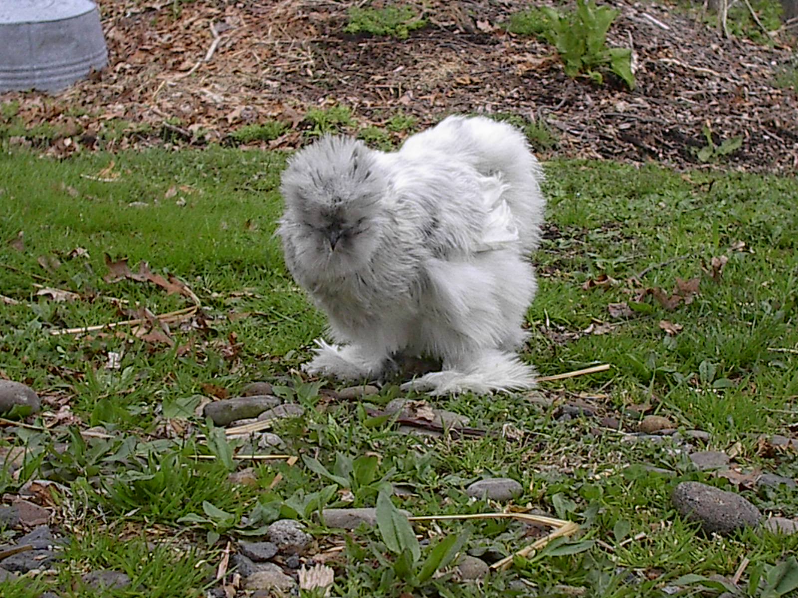 Lacey, Splash sister to Gypsy