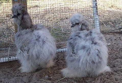 A pair of Splash hens