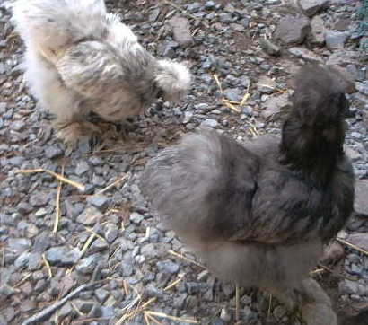 Splash pullet and a Blue Silkie pullet
