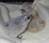 Baby Blue and Baby Buffs