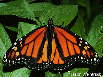 Picture of Butterfly