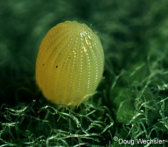 Picture of Butterfly