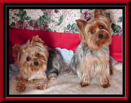 yorkie girls