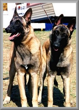 Izzy and Promiseland