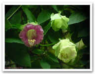 3_Stages_of_Bloom.jpg (89146 bytes)