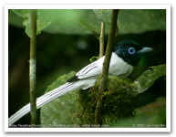 Asian Paradise Flycatcher 2808.jpg (71638 bytes)