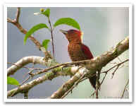 Banded_Woodpecker2_3119.jpg (84767 bytes)