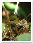 Black-headed Bulbul 0492.jpg (81799 bytes)