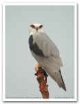 BlackshoulderedKite_0208.jpg (72217 bytes)