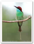 Blue-throated_Bee-eater_30598.jpg (69859 bytes)