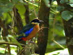 Blue-winged_Pitta.jpg (71936 bytes)