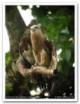Brahminy_Kite_9568.jpg (78517 bytes)