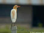 Cattle_Egret_DSCN6285.jpg (53858 bytes)