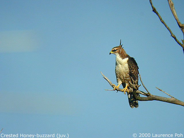 chb.jpg (68764 bytes)