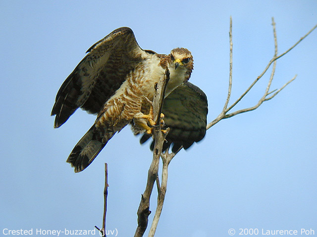 DSCN7411 copy2.jpg (78630 bytes)