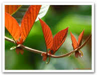 Flaming_leaves_31064.jpg (67762 bytes)