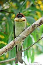 Dscn5355 copy.jpg (67427 bytes)