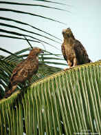 Dscn5715 copy.jpg (84753 bytes)