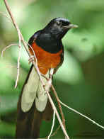 Dscn5806 copy.jpg (49939 bytes)