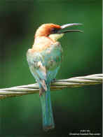 Dscn5822_copy.jpg (45479 bytes)