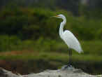 Greategret.jpg (82783 bytes)