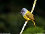 Grey-headed Flycatcher.jpg (58288 bytes)
