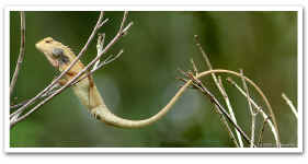Long_Lizard_2.jpg (102730 bytes)