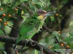 Goldwhiskered_Barbet1.jpg (59353 bytes)