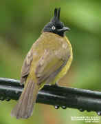 black-crested bulbul3.jpg (45988 bytes)
