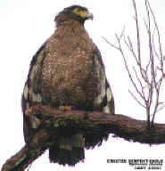 crested_serpenteagle1.jpg (54578 bytes)