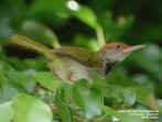 darknecked_tailorbird1.jpg (71722 bytes)
