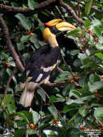 great hornbill1.jpg (129650 bytes)
