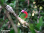 redbearded_beeeater.jpg (51518 bytes)