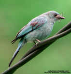 verditor2.jpg (47555 bytes)