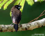 white-rumped munia1.jpg (68513 bytes)