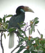 wreathed hornbill1.jpg (86191 bytes)