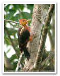 Orange-backed Woodpecker 29718.jpg (89215 bytes)