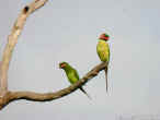 Long-tailedParakeets.jpg (23852 bytes)